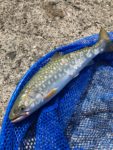 ウミアメの釣果