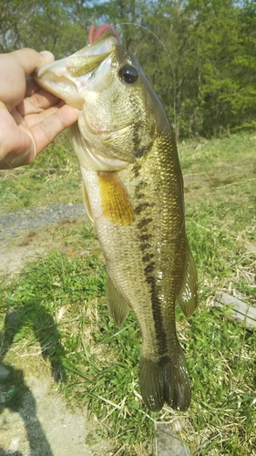 ラージマウスバスの釣果