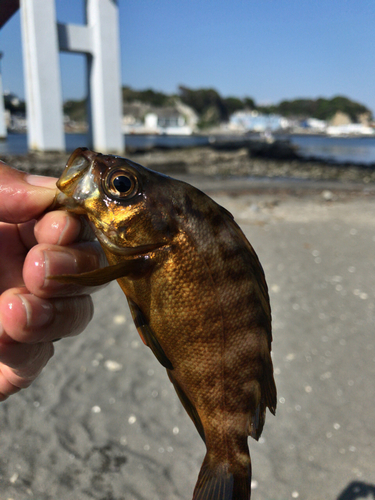 ウスメバルの釣果