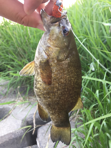 スモールマウスバスの釣果