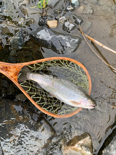 ニジマスの釣果