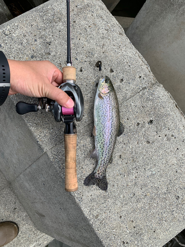 ブラウントラウトの釣果