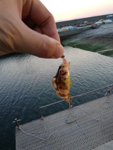 タケノコメバルの釣果