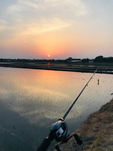 ニホンナマズの釣果