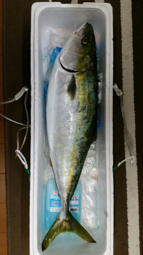 ハマチの釣果