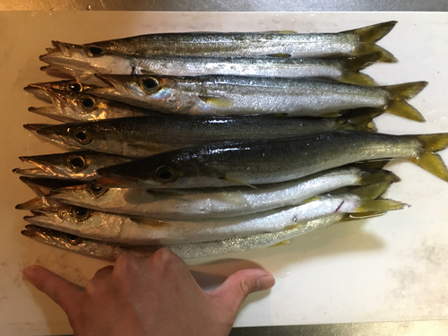 カマスの釣果