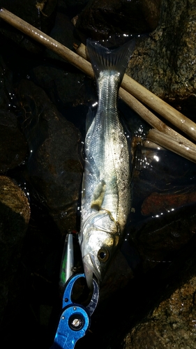 セイゴ（マルスズキ）の釣果