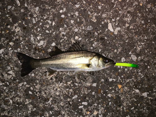 セイゴ（マルスズキ）の釣果