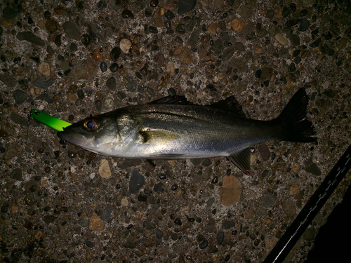 セイゴ（マルスズキ）の釣果