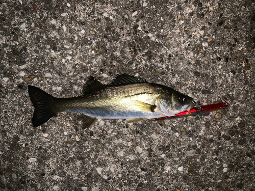 セイゴ（マルスズキ）の釣果