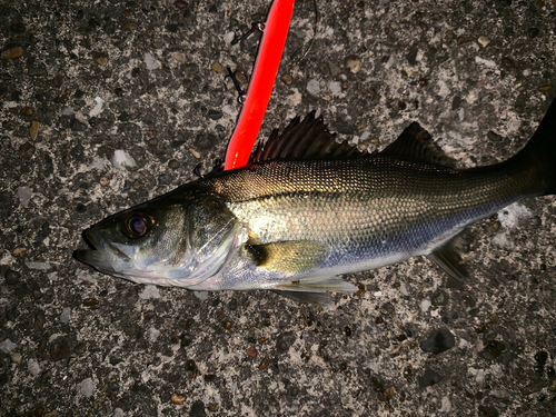 セイゴ（マルスズキ）の釣果