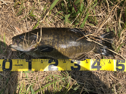 スモールマウスバスの釣果