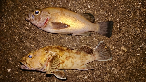 クロメバルの釣果