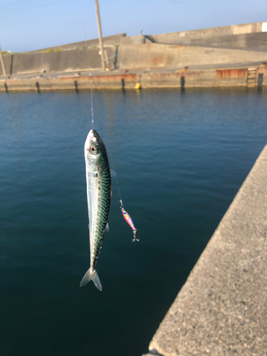 サバの釣果