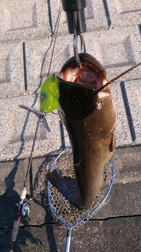 ナマズの釣果