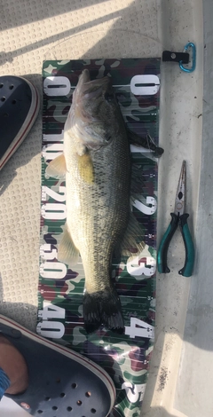 ブラックバスの釣果