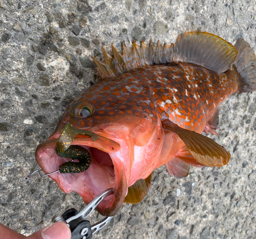 キジハタの釣果