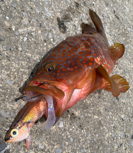 キジハタの釣果