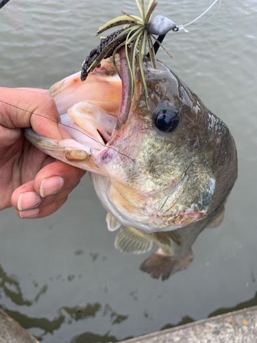 ラージマウスバスの釣果