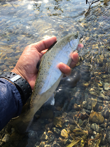 ヤマメの釣果