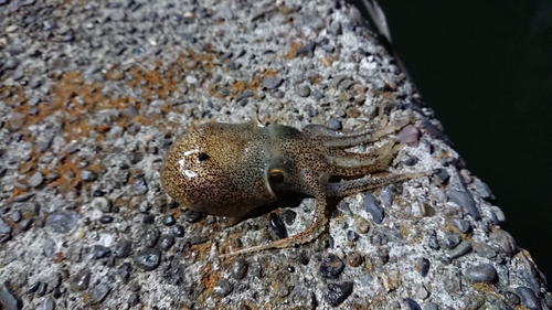 ミミイカの釣果