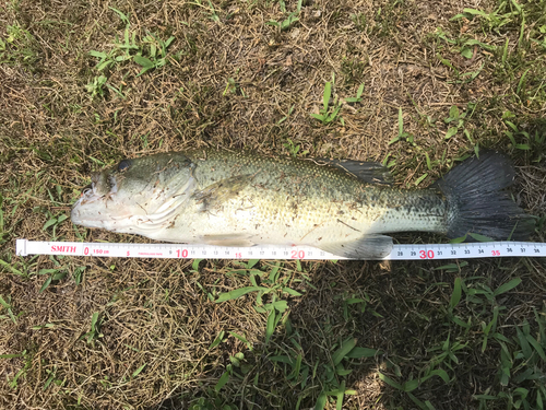 ブラックバスの釣果