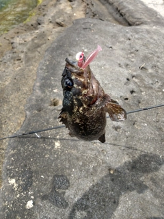 クロソイの釣果