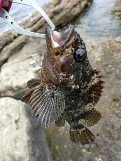 クロソイの釣果