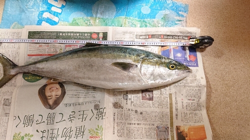 ブリの釣果