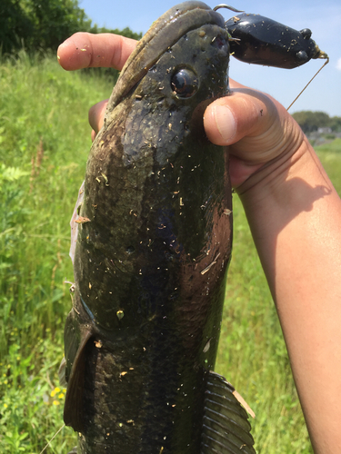 ライギョの釣果