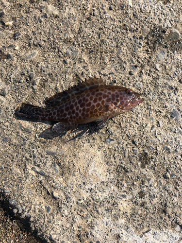 オオモンハタの釣果