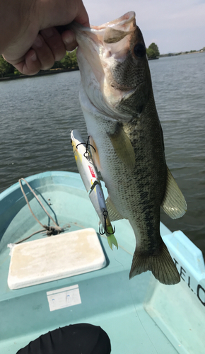 ブラックバスの釣果