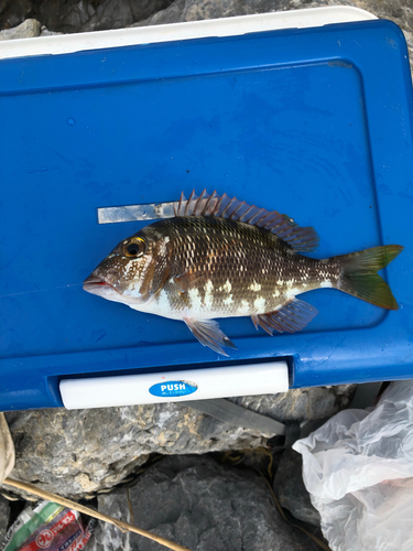 タマンの釣果