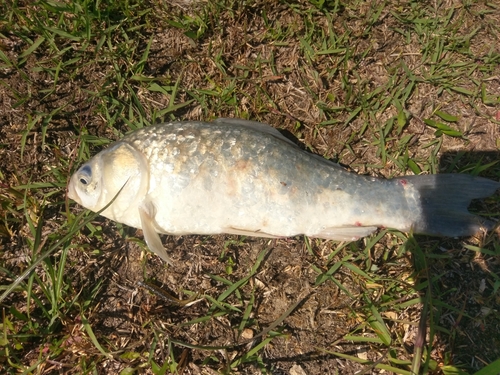 マブナの釣果