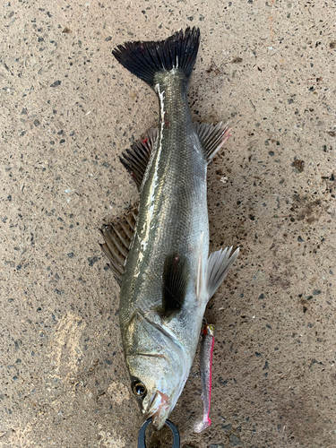 スズキの釣果