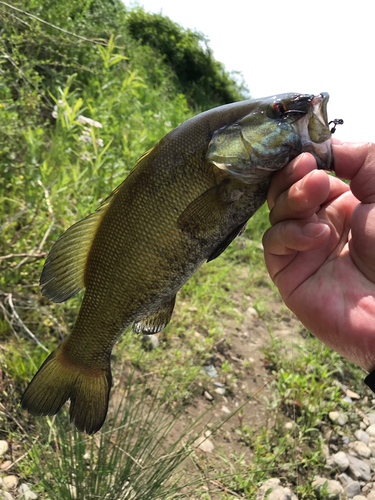 スモールマウスバスの釣果