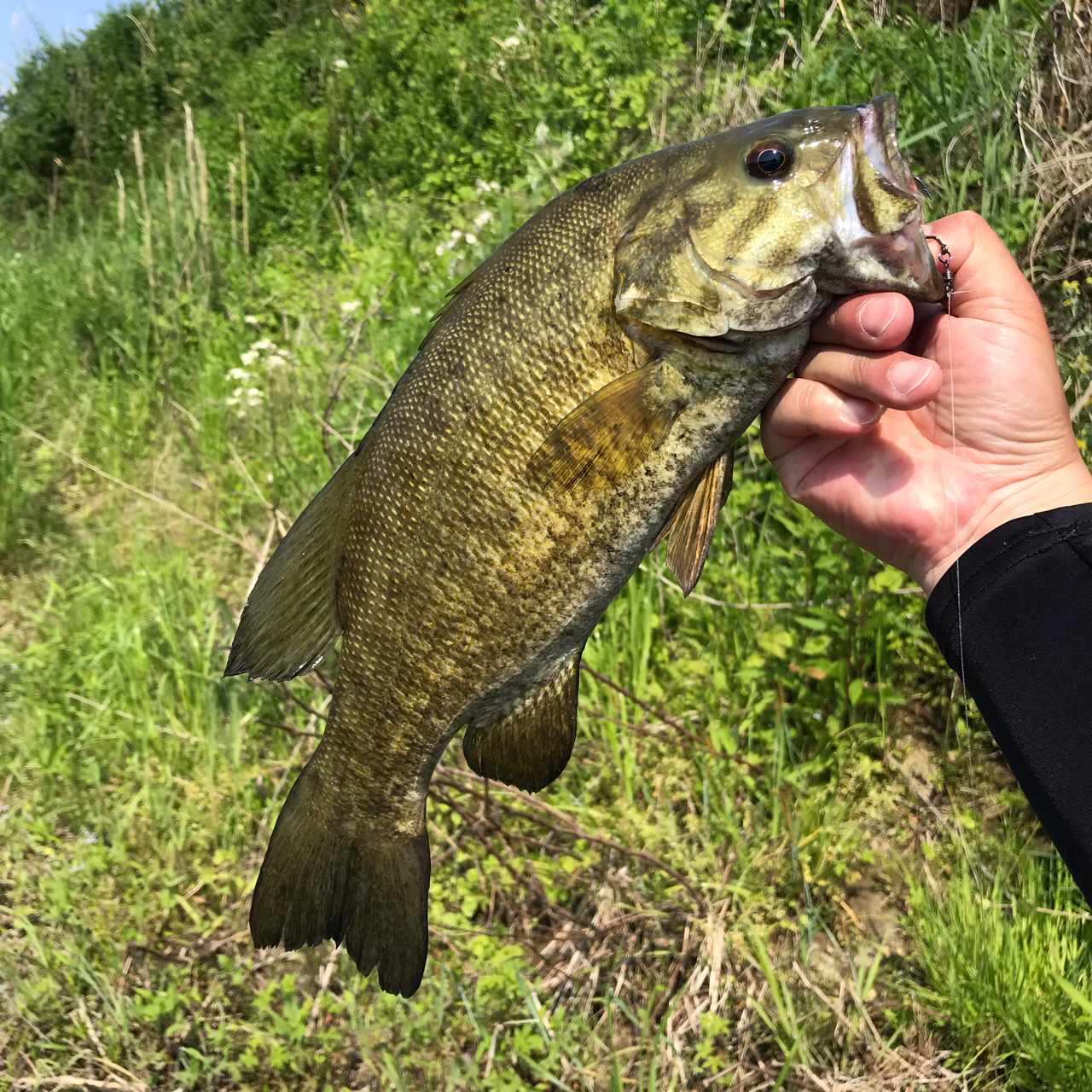 スモールマウスバス