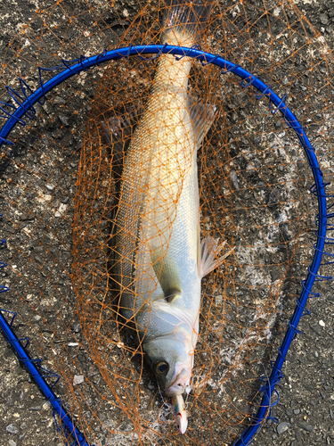 フッコ（マルスズキ）の釣果