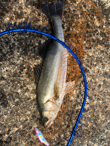 フッコ（マルスズキ）の釣果