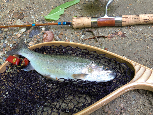 ニジマスの釣果