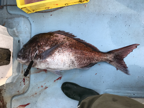 タイの釣果