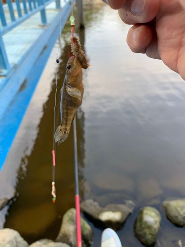 ハゼの釣果