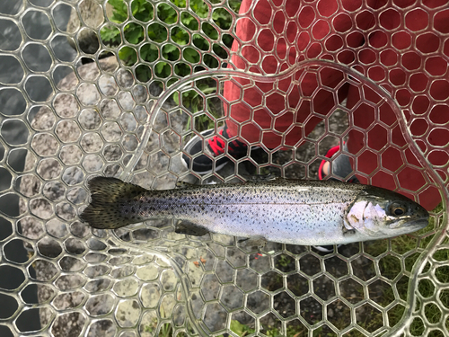 ニジマスの釣果