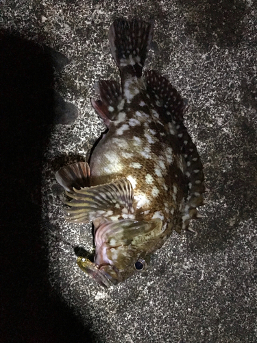 カサゴの釣果