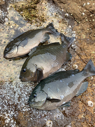 グレの釣果