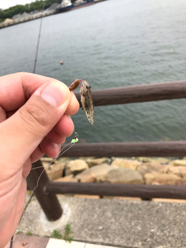 マハゼの釣果