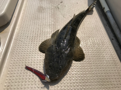 マゴチの釣果