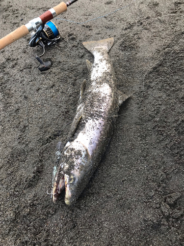 アメマスの釣果