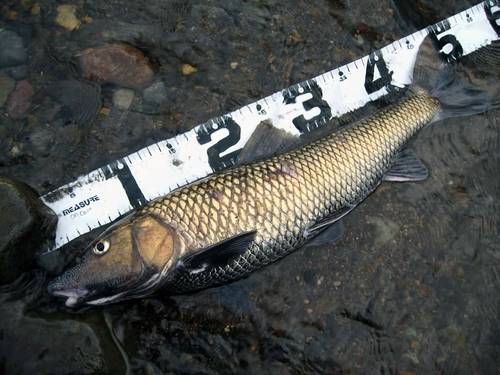 ニゴイの釣果