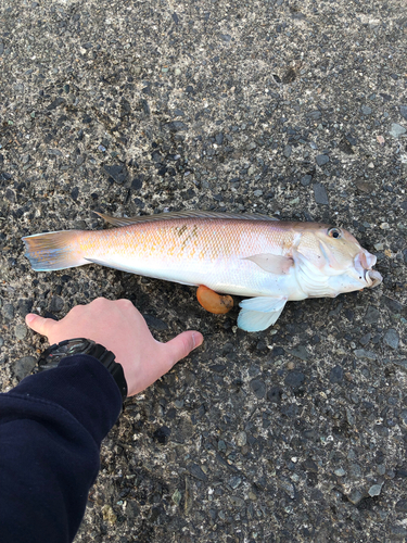 シロアマダイの釣果